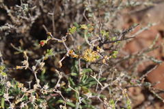 Mestoklema copiosum