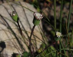 Othonna digitata