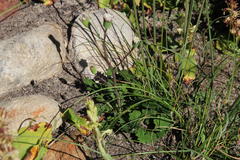 Othonna digitata