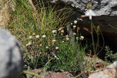 Othonna digitata