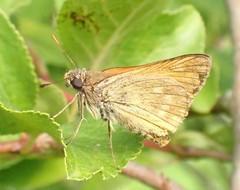 Ochlodes sylvanus