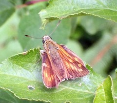 Ochlodes sylvanus