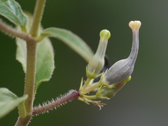 Ceropegia maccannii