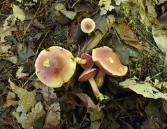 Chalciporus rubinellus
