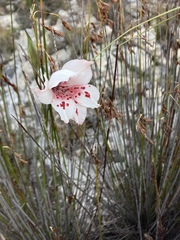 Gladiolus variegatus