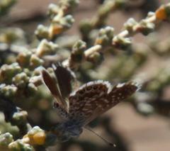Brephidium metophis