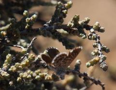Brephidium metophis