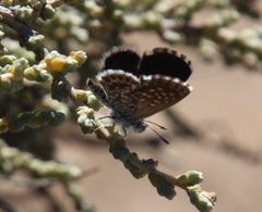 Brephidium metophis
