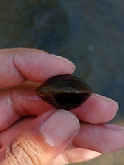 Corbicula javanica
