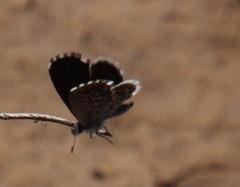 Brephidium metophis