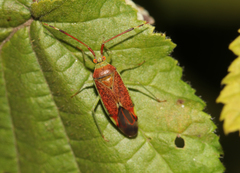 Pantilius tunicatus