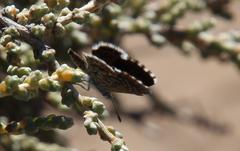 Brephidium metophis