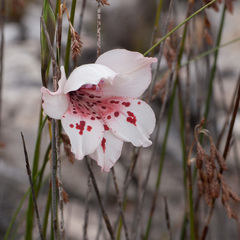 Gladiolus variegatus