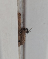 Paraleptomenes miniatus