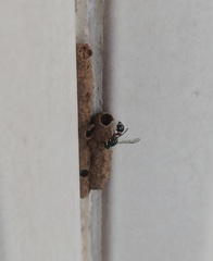 Paraleptomenes miniatus