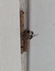 Paraleptomenes miniatus