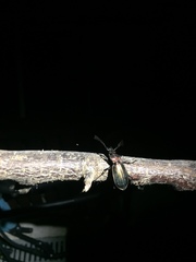 Carabus lineatus