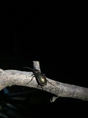 Carabus lineatus