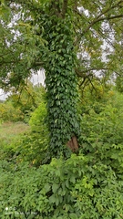 Parthenocissus inserta