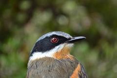 Batis capensis capensis