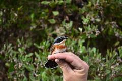 Batis capensis capensis