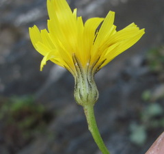 Crepis sonchifolia