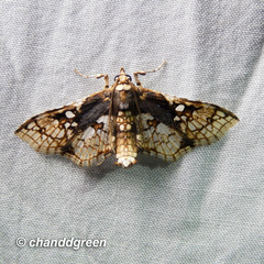 Omphisa anastomosalis