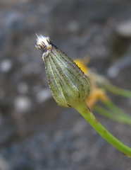 Crepis sonchifolia