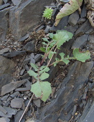 Crepis sonchifolia