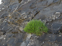 Gypsophila tenuifolia