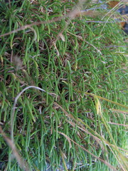 Gypsophila tenuifolia