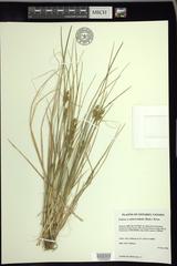 Carex × subviridula