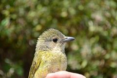 Telophorus olivaceus