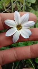 Ipheion