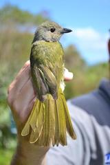 Telophorus olivaceus