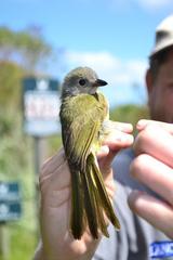 Telophorus olivaceus
