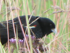 Euplectes progne progne