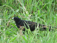 Euplectes progne progne