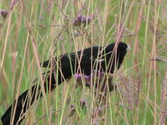 Euplectes progne progne