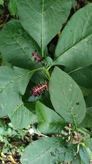 Phytolacca acinosa