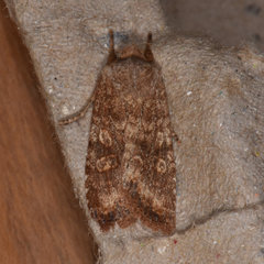 Lithophane semiusta