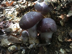 Cortinarius praestans