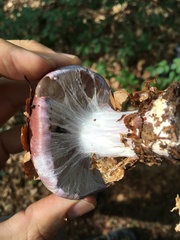 Cortinarius praestans
