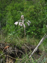Allium kunthianum
