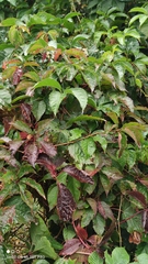 Parthenocissus inserta