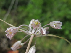 Allium kunthianum