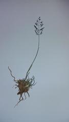 Sporobolus ludwigii