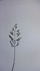 Sporobolus ludwigii