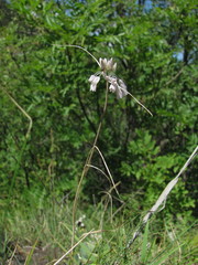 Allium kunthianum