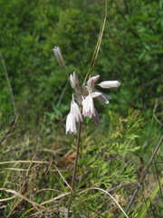 Allium kunthianum